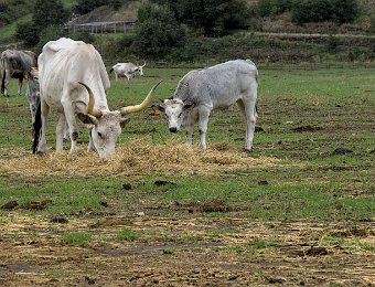 Vache et veau de la race Maremmana